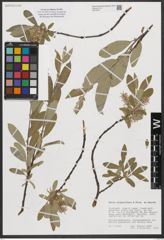 Foto von Salix stipulifera Flod. ex Häyrén